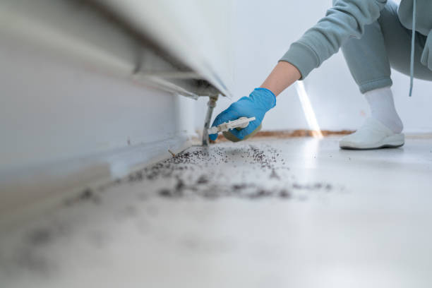 Best Local Pest Control Services  in Hebron, KY